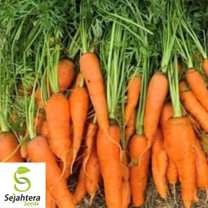 300 Little Fingers Carrot Seeds - Non-GMO, Sweet & Compact Variety