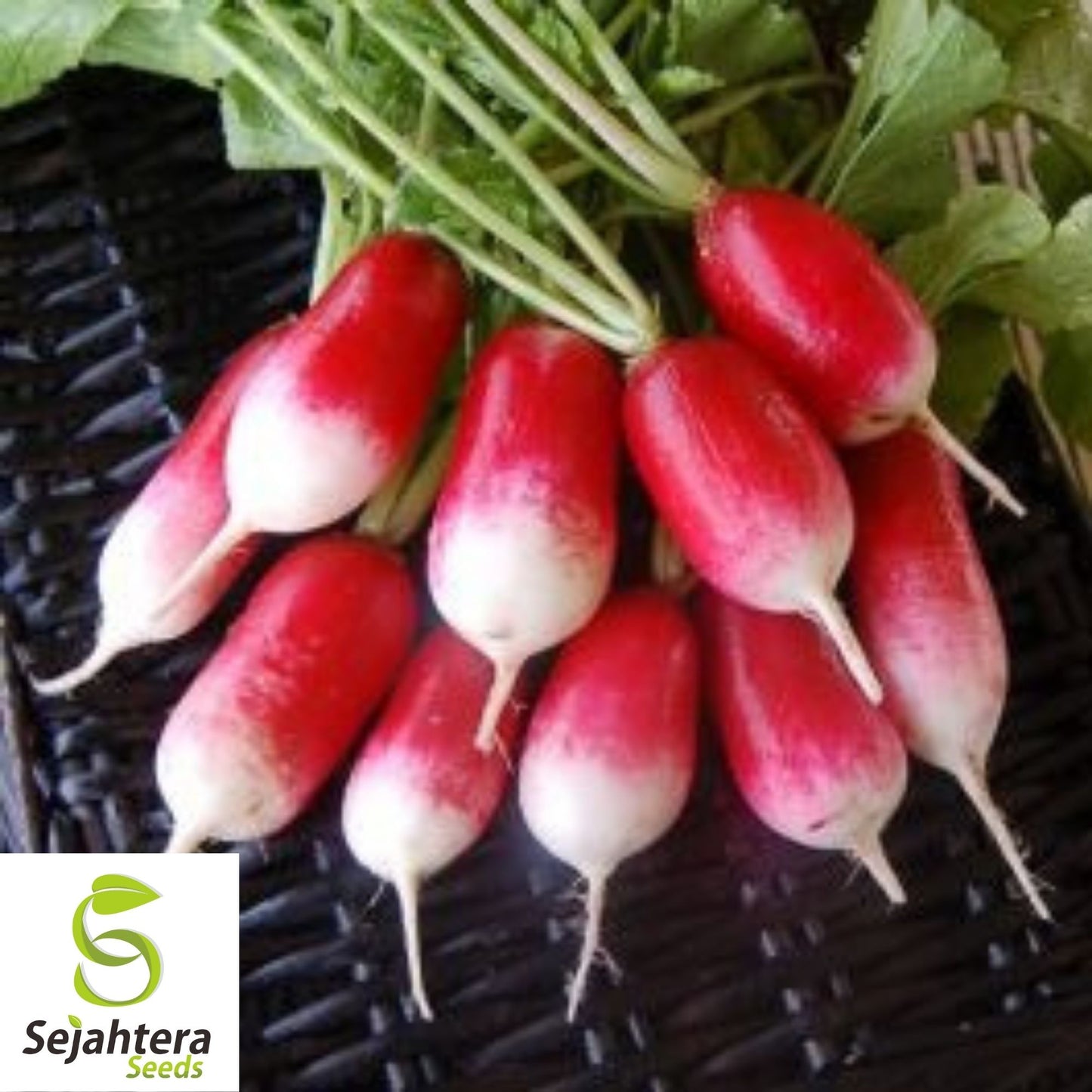 French Breakfast Radish Seeds 200 Ct | Vegetable Garden NON-GMO USA
