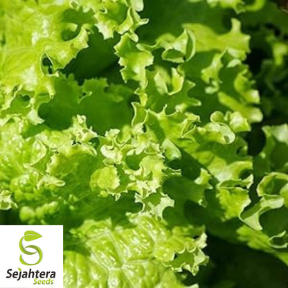 Grand Rapids Lettuce Seeds 600+ | Crisp Leaf Vegetable NON-GMO USA
