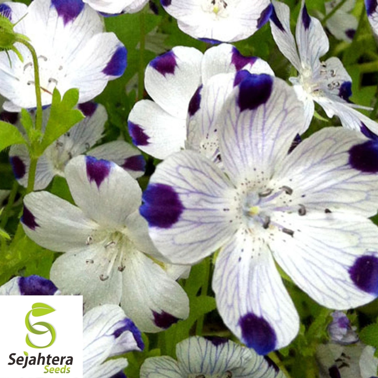 Five Spot Nemophila Seeds 100 Ct | Annual Wildflower Garden USA
