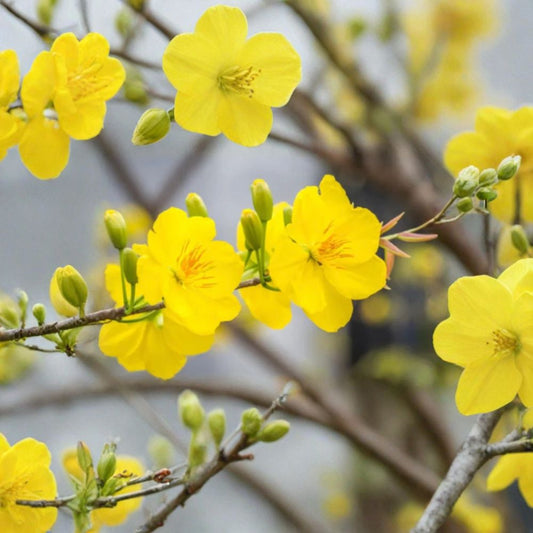 Mai Vàng Việt Nam Bonsai Live Flowering Bonsai | 1–2 Feet Tall | Shipped in 3 Gallon Pot  Traditional Vietnamese Apricot | Golden Yellow Blooms | Lunar New Year Favorite