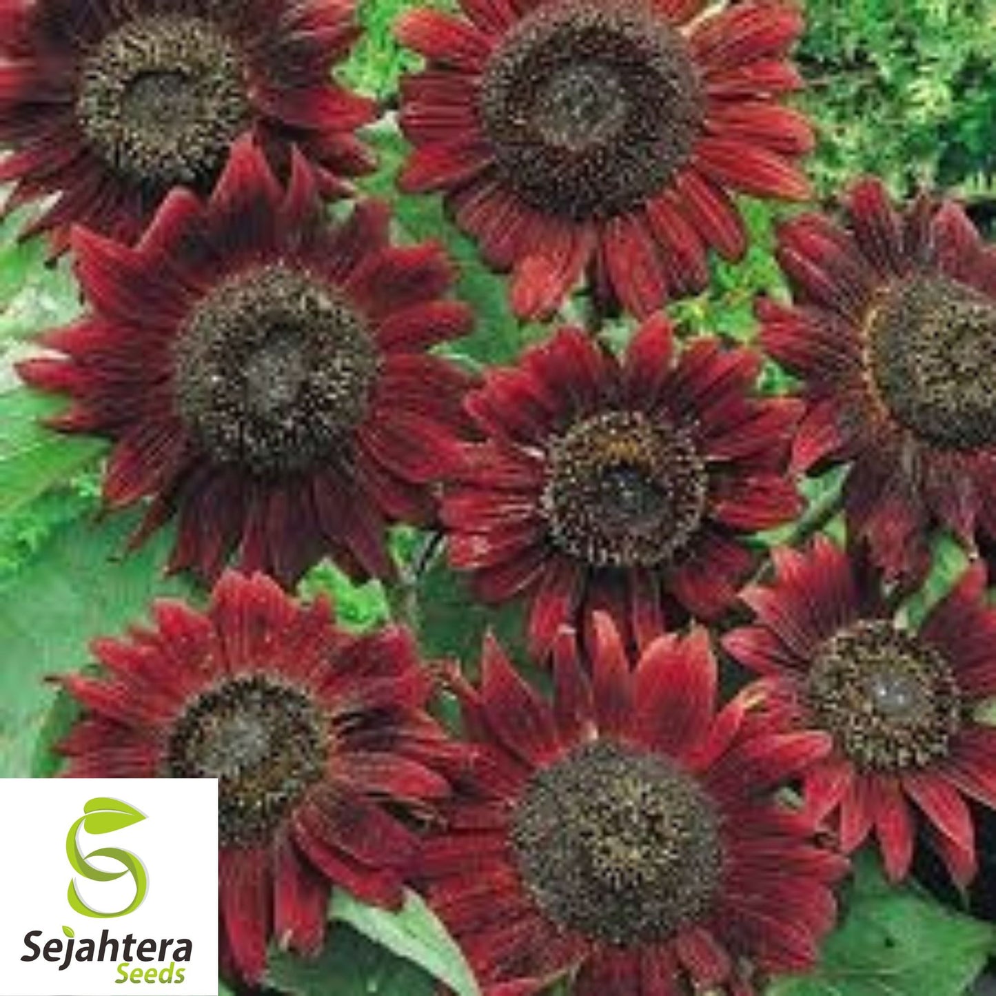 100+ Velvet Queen Sunflower Seeds - Red & Orange, Tall, Heirloom, Non-GMO