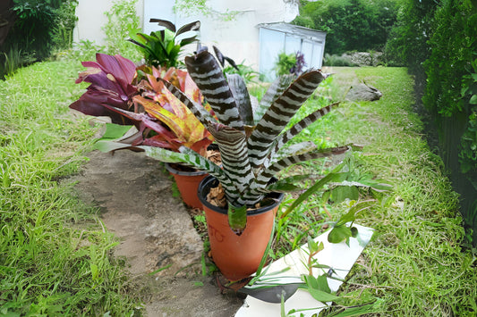 Bromeliad Aechmea Tortuga 6" Pot - Rare Indoor Plant, Tropical Houseplant, Easy Care Bromeliad, Aechmea spp.
