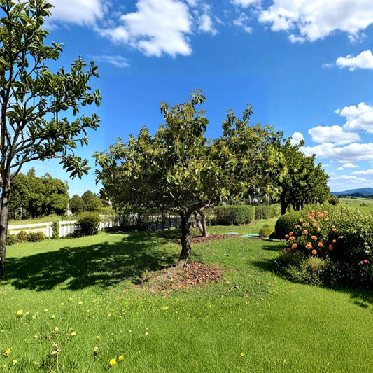 Grafted Monroe Avocado Tree – Persea americana Live Organic Tree | Approximately 4 Feet Tall  Florida Greenskin Favorite | Late Season Harvest | Heavy Producer