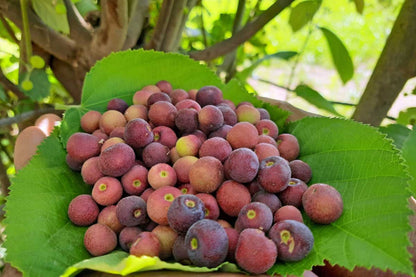 Sherbet Berry Plant (Grewia asiatica) – Starter Plants for Edible Fruits