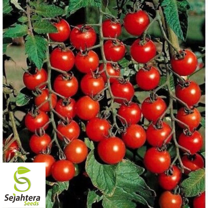 Waterfall Tomato Seeds - 30+ Heirloom, Organic, Non-GMO, Sweet & High-Yield