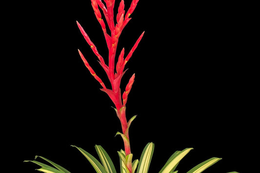 Vriesea Volcano Plant in 8" Pot - Tropical Bromeliad with Colorful Foliage - Vriesea spp.