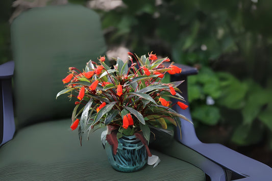 Bolivian Sunset Gloxinia Plant 5" Pot - Lipstick Plant - Winter Flowering Shrub - Gloxinia sylvatica