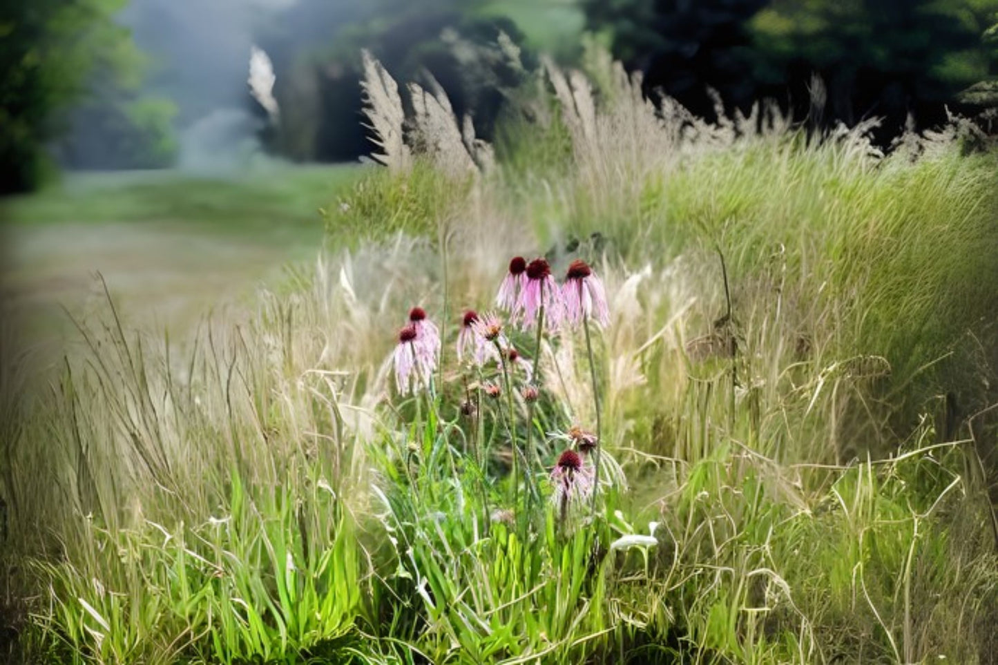 Pale Coneflower (Echinacea pallida)