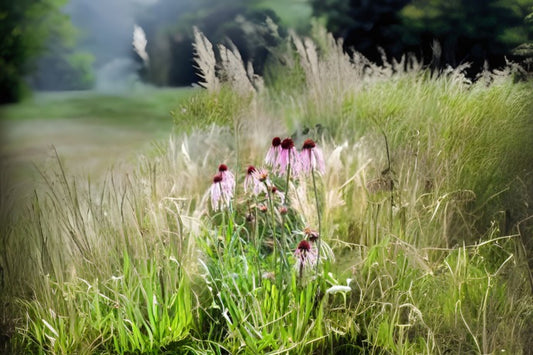 Pale Coneflower (Echinacea pallida)