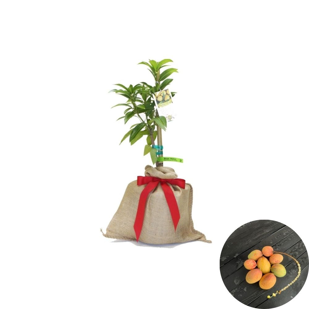 Neelum Dwarf Mango Tree – Mangifera indica Grafted Live Tree | 2–4 Feet Tall | Ships in 3-Gal Pot  South Indian Dessert Mango | Fiberless & Aromatic | Ship to CA & PR