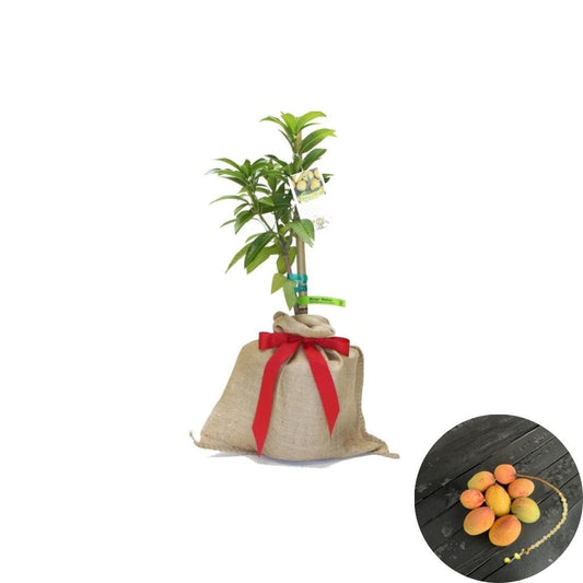 Neelum Dwarf Mango Tree – Mangifera indica Grafted Live Tree | 2–4 Feet Tall | Ships in 3-Gal Pot  South Indian Dessert Mango | Fiberless & Aromatic | Ship to CA & PR