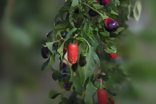 Jalapeno M Pepper (Capsicum annuum 'Jalapeno M')