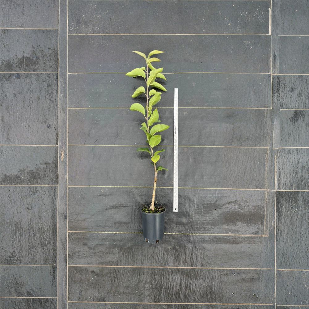 Emerald Crisp Asian Pear – Pyrus pyrifolia Bare-Root Tree | 32–36" Tall | Early Ripening Variety  Sweet & Crisp | Juicy Green Fruit | Home Orchard Favorite