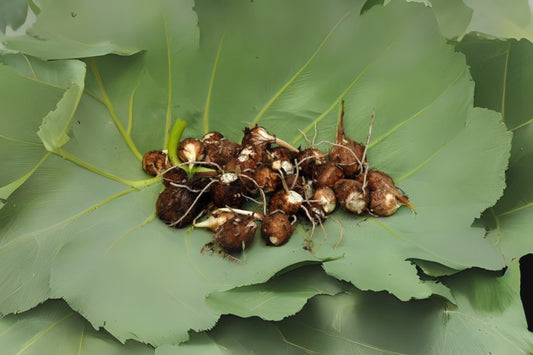 Live Colocasia Esculenta Bulbs - Elephant Ear Taro Root Bulbs for Planting, Edible Gabi, Kalo, Eddo - Ships Free