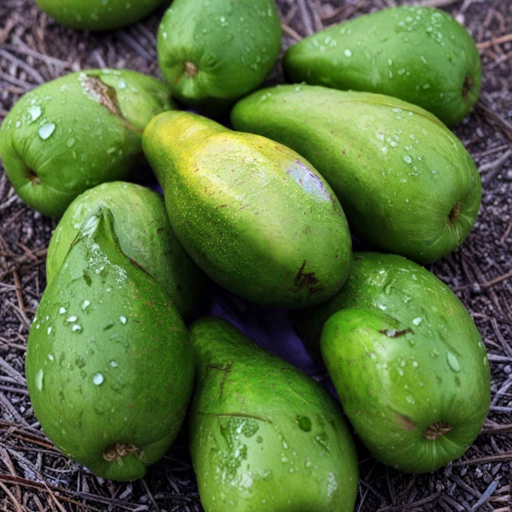 Catalina Avocado Tree – Persea americana ‘Catalina’ Grafted Live Tree | 2–3 Feet Tall  Dwarf Avocado Variety | Heavy Producer | Perfect for Containers & Small Spaces