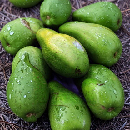 Catalina Avocado Tree – Persea americana ‘Catalina’ Grafted Live Tree | 2–3 Feet Tall  Dwarf Avocado Variety | Heavy Producer | Perfect for Containers & Small Spaces