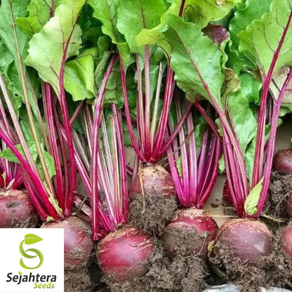 Mangel Beet Seeds 100 Ct | Red Mammoth Heirloom Vegetable NON-GMO USA