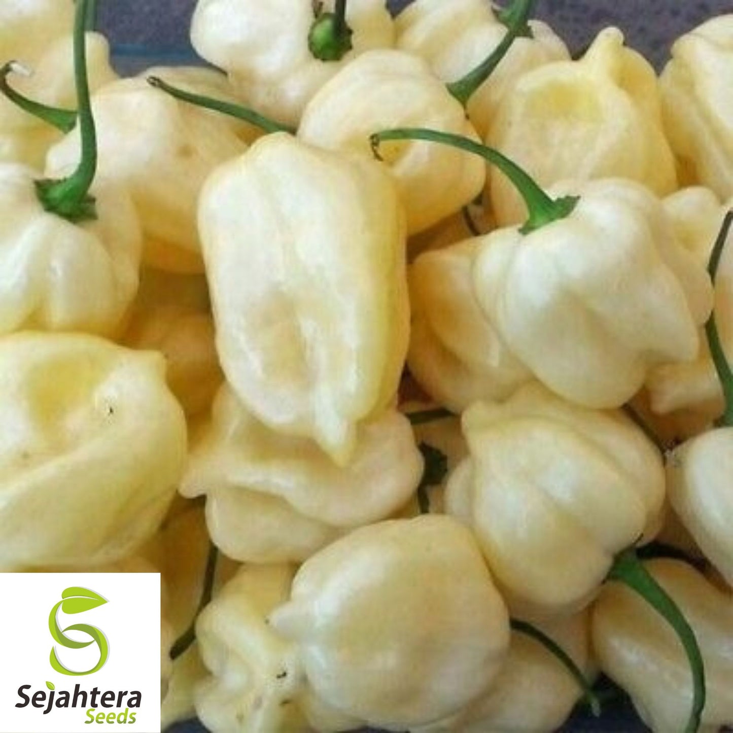 20 White Habanero Pepper Seeds - Non-GMO, Rare & Fiery Heirloom Variety