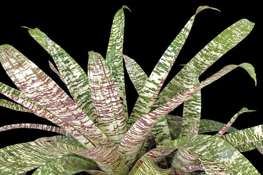 Bromeliad Plant 6" Vriesea Ospinae Gruberii Ice - Tropical Indoor Houseplant for Home Decor, Easy Care, Vibrant Green Foliage