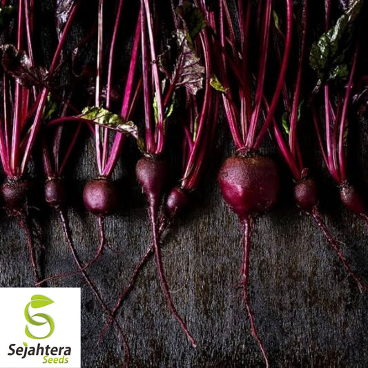 Bull's Blood Beet Seeds 100 Ct | NON-GMO Heirloom Vegetable Garden USA