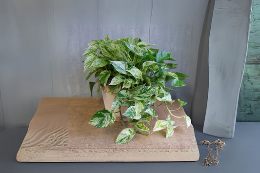Marble Queen Pothos Plant 6" Pot - Epipremnum aureum - Easy Care Indoor Houseplant for Clean Air and Bright Spaces