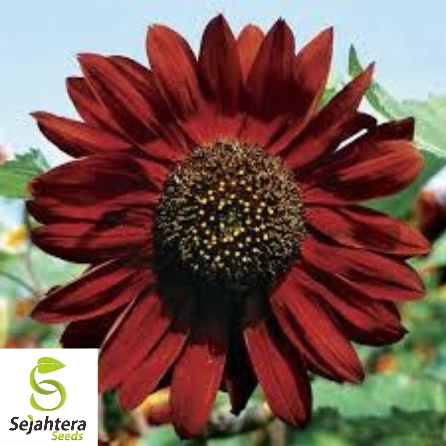 100+ Velvet Queen Sunflower Seeds - Red & Orange, Tall, Heirloom, Non-GMO