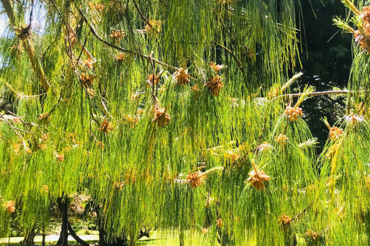 Olga Bay Larch (Larix gmelinii var. olgensis)