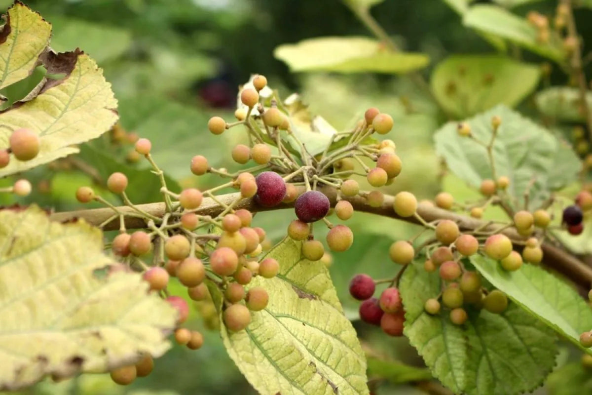 Sherbet Berry Plant (Grewia asiatica) – Starter Plants for Edible Fruits