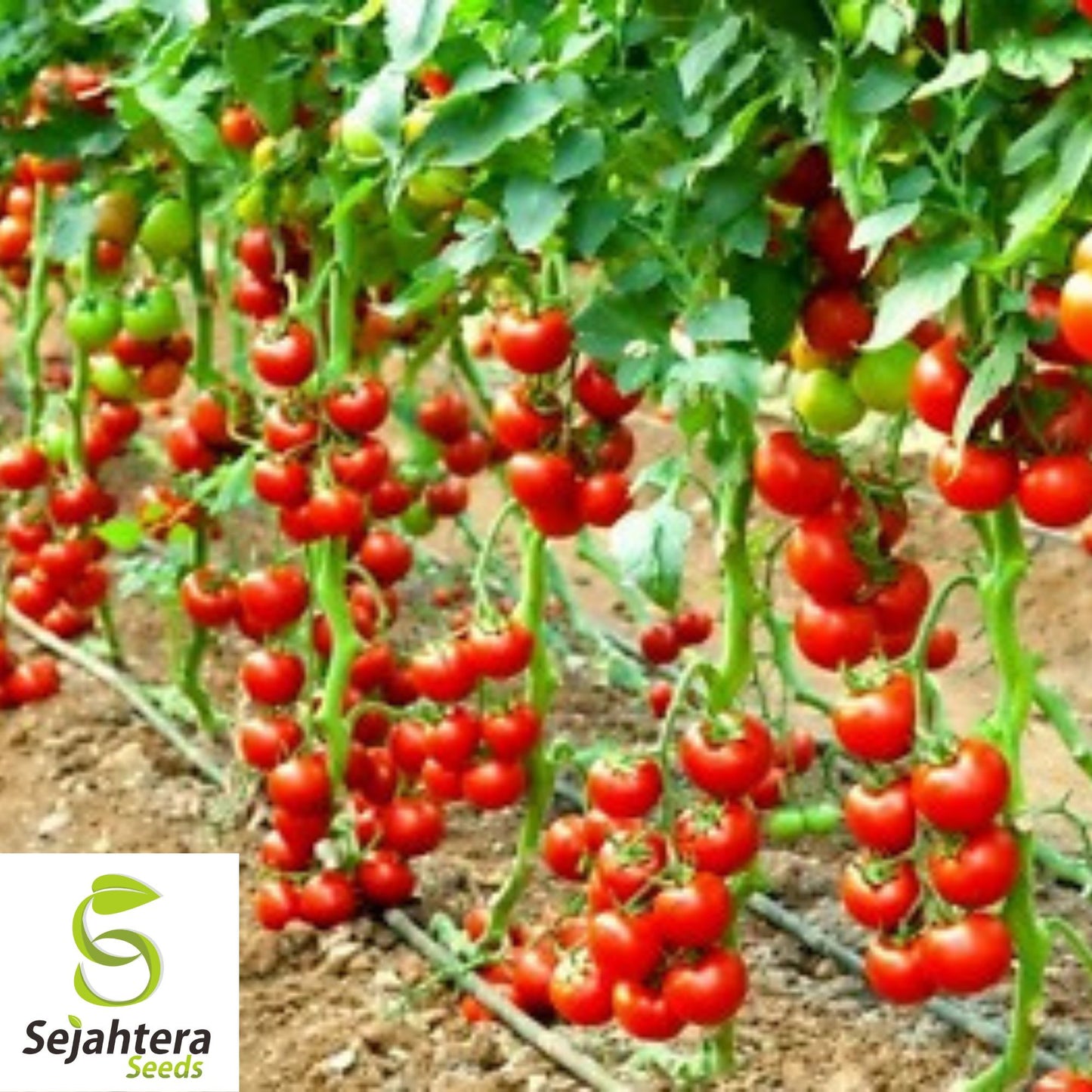 Waterfall Tomato Seeds - 30+ Heirloom, Organic, Non-GMO, Sweet & High-Yield