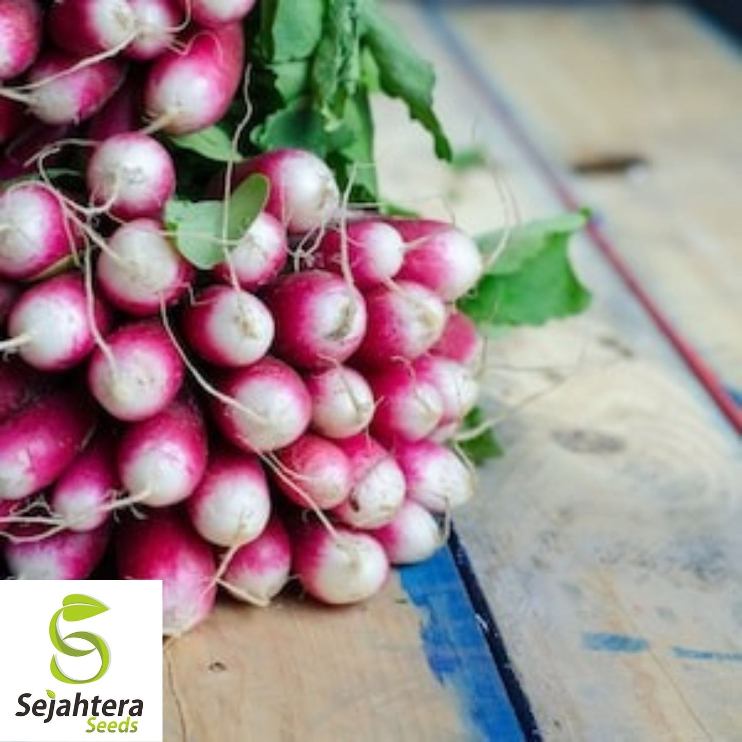 French Breakfast Radish Seeds 200 Ct | Vegetable Garden NON-GMO USA
