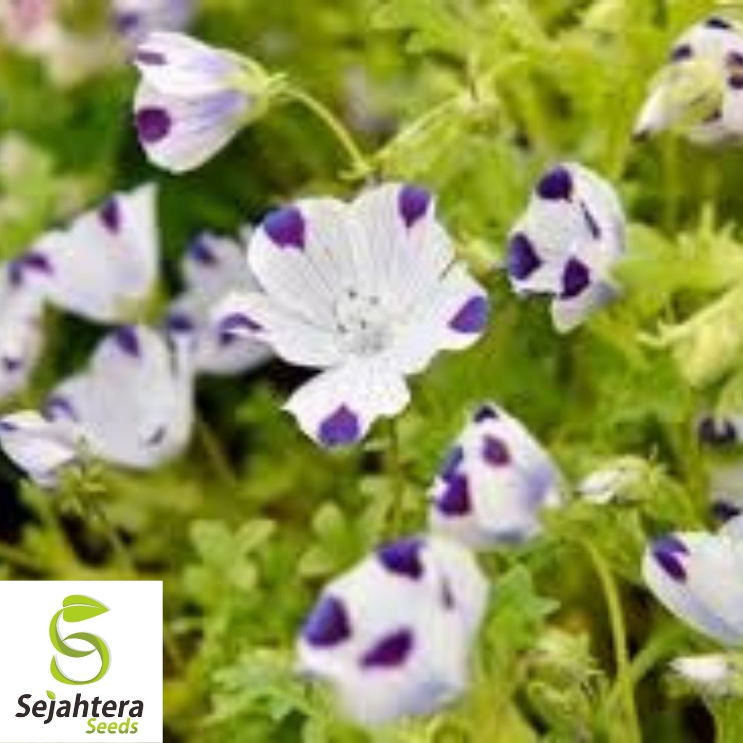 Five Spot Nemophila Seeds 100 Ct | Annual Wildflower Garden USA