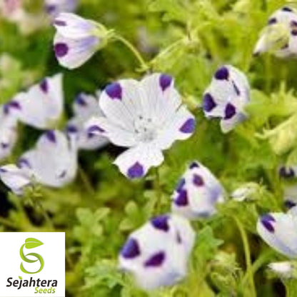 Five Spot Nemophila Seeds 100 Ct | Annual Wildflower Garden USA