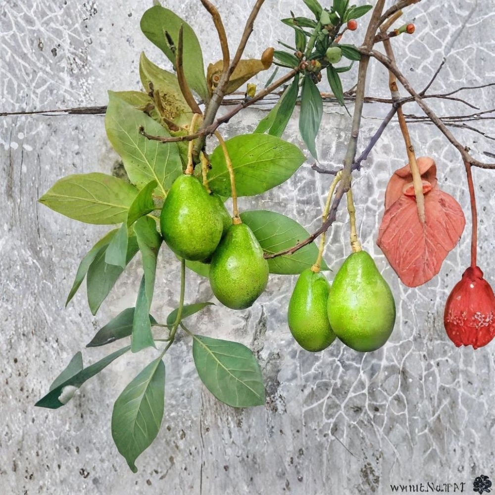 Grafted Monroe Avocado Tree – Persea americana Live Organic Tree | Approximately 4 Feet Tall  Florida Greenskin Favorite | Late Season Harvest | Heavy Producer