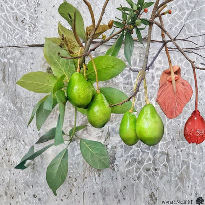 Grafted Monroe Avocado Tree – Persea americana Live Organic Tree | Approximately 4 Feet Tall  Florida Greenskin Favorite | Late Season Harvest | Heavy Producer