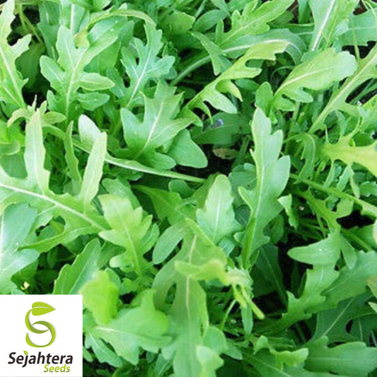 500 Rocket Arugula Seeds - Non-GMO, Spicy & Nutritious Greens