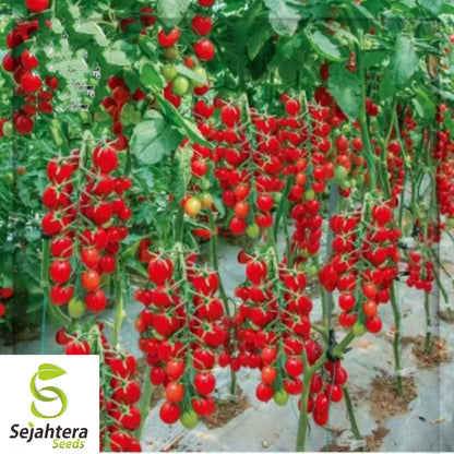 Waterfall Tomato Seeds - 30+ Heirloom, Organic, Non-GMO, Sweet & High-Yield