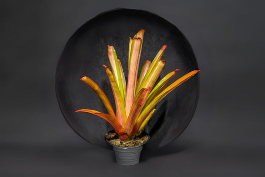 Bromeliad Plant Aechmea Harvito 6" Pot - Tropical Indoor Houseplant for Home Decor, Aechmea magdalenae Species