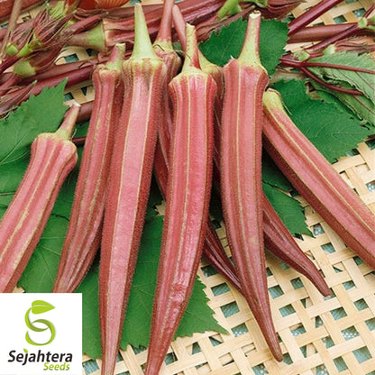 Okra Seeds Jing Orange 30 Ct | Asian Vegetable Heirloom NON-GMO USA