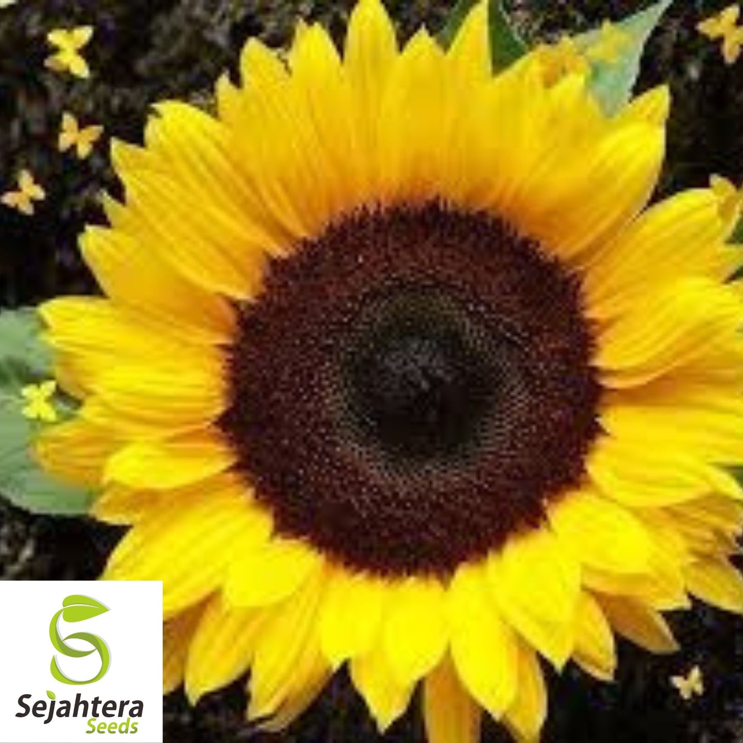 Black Oil Sunflower Seeds - 100+ Heirloom, Non-GMO, High Yield & Fresh