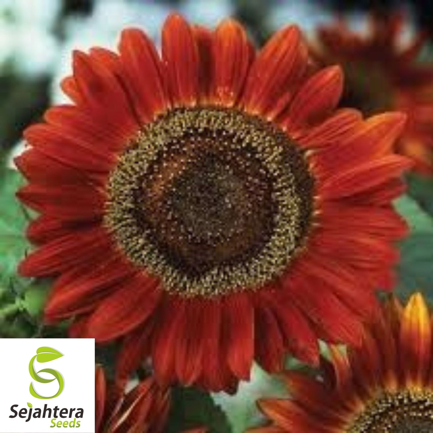 100+ Velvet Queen Sunflower Seeds - Red & Orange, Tall, Heirloom, Non-GMO
