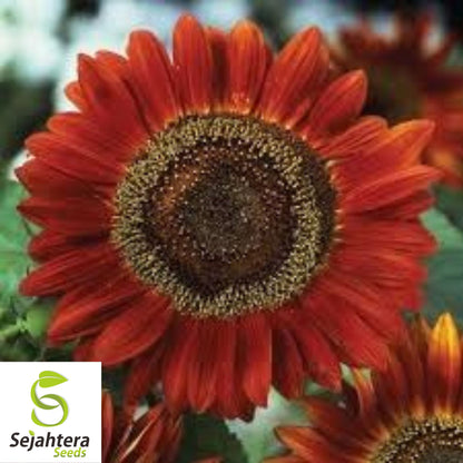 100+ Velvet Queen Sunflower Seeds - Red & Orange, Tall, Heirloom, Non-GMO
