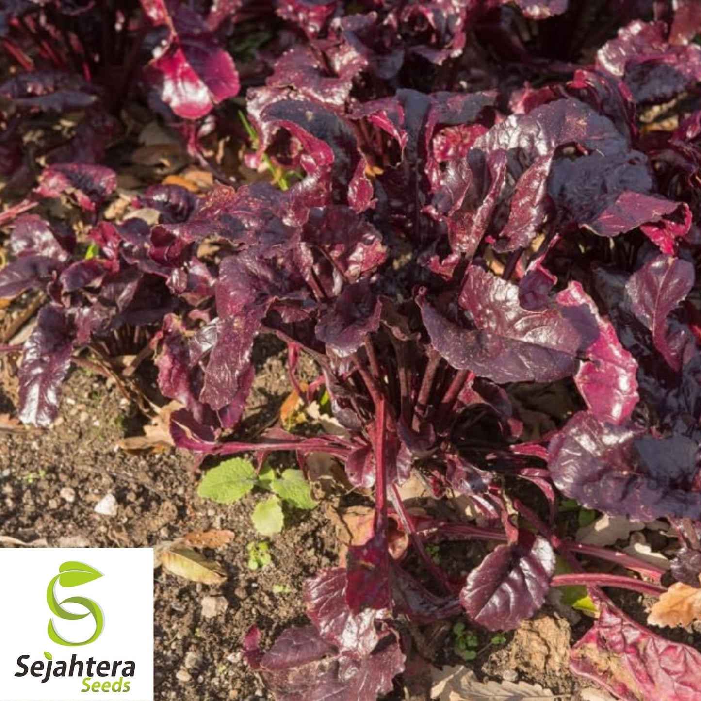 Bull's Blood Beet Seeds 100 Ct | NON-GMO Heirloom Vegetable Garden USA