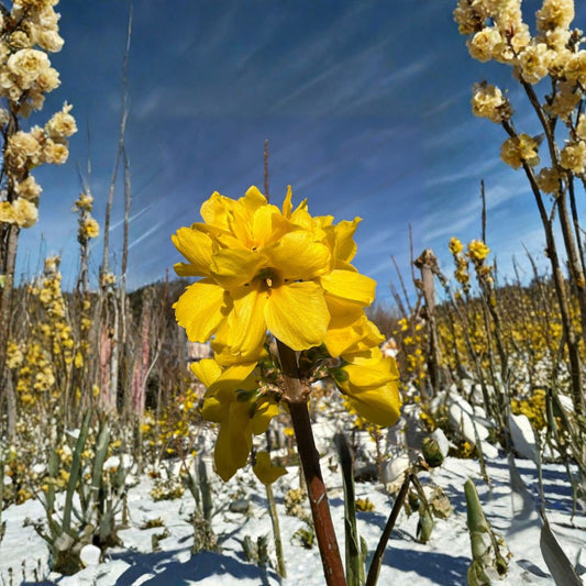 Show Off® Forsythia Live Flowering Shrub | 2 Feet Tall | Shipped in 3 Gallon Pot  Brilliant Yellow Spring Blooms | Compact Upright Habit | Full Sun Favorite