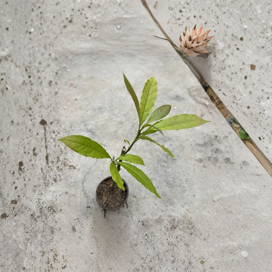 Avocado Tree Seedling – Persea americana Live Plant | Approximately 15 Inches Tall | Trimmed & Ready to Plant  Tropical Fruit Tree | Beginner Friendly | Indoor or Outdoor Growing