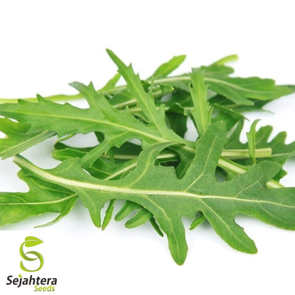 500 Rocket Arugula Seeds - Non-GMO, Spicy & Nutritious Greens