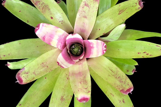 Bromeliad 6" Pot Neoregelia Allure Lime Green with Lilac-Pink Tips (Neoregelia) – Indoor & Landscape Plant