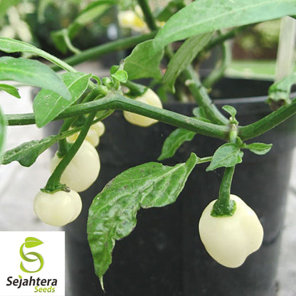 20 White Habanero Pepper Seeds - Non-GMO, Rare & Fiery Heirloom Variety