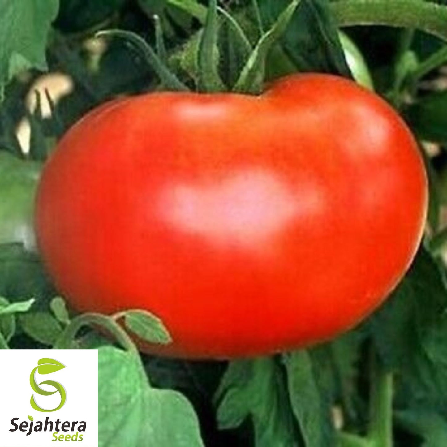 Burpee's Big Boy Tomato Seeds - 120+ Hybrid - Organic - Juicy & Non-GMO