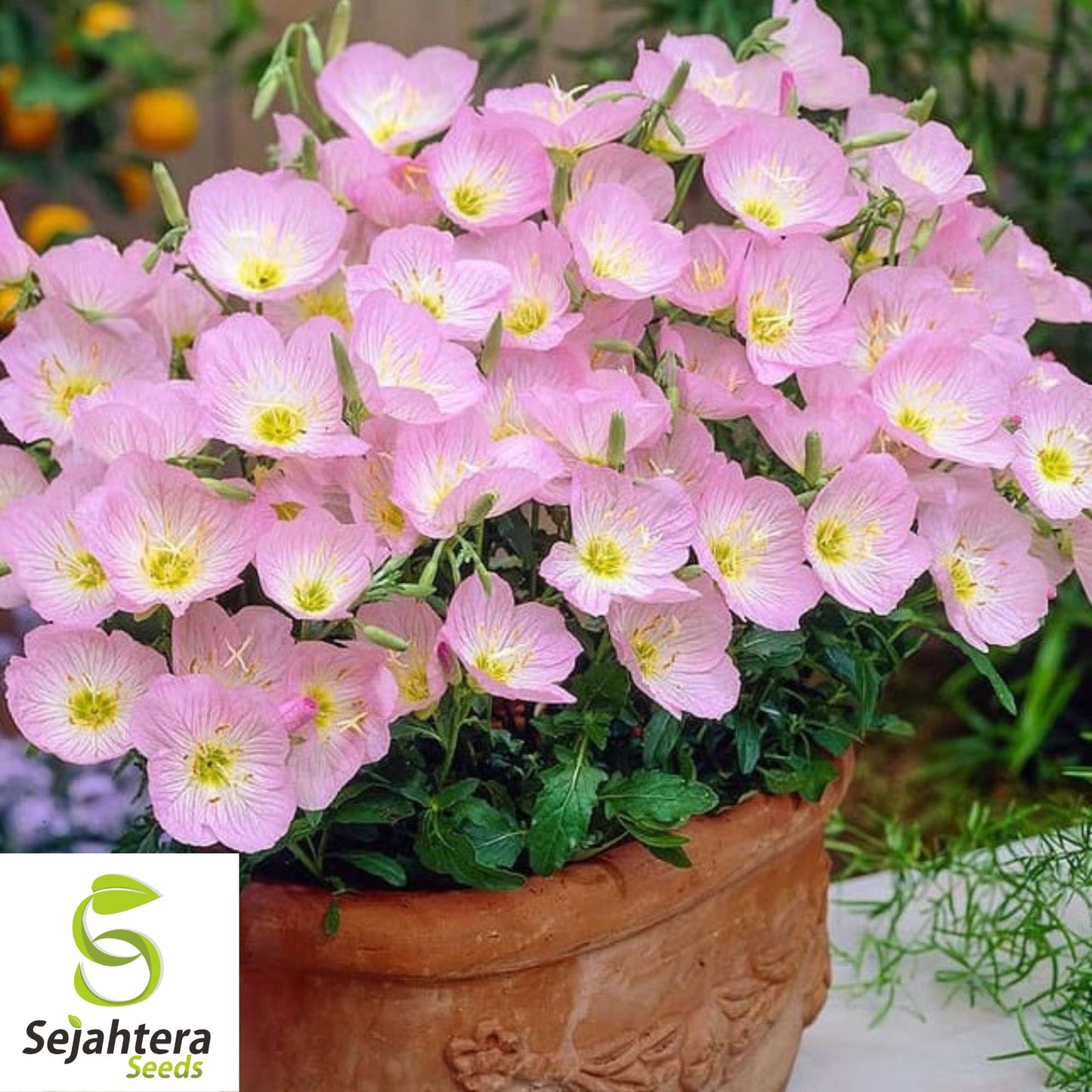 Evening Primrose Seeds - 400+ Heirloom Pink Blooms - Pollinator-Friendly & Fresh